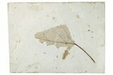 Fossil Leaf (Populus) - Green River Formation, Utah #256817-1
